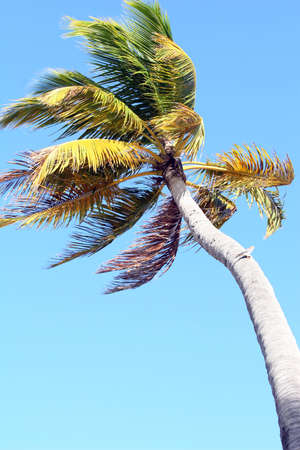 Palm tree on the blue background in the caribbeanの写真素材