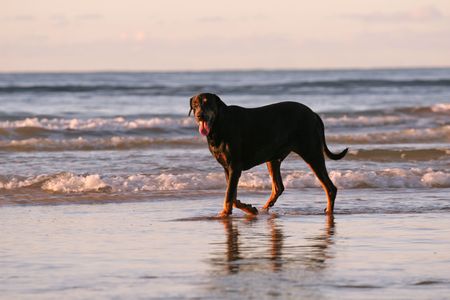 dog running on the beach of caribbean