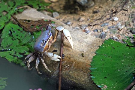 crayfish on the wood in the natural environmentの写真素材