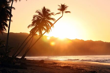 palm trees by beautiful tropical sunset