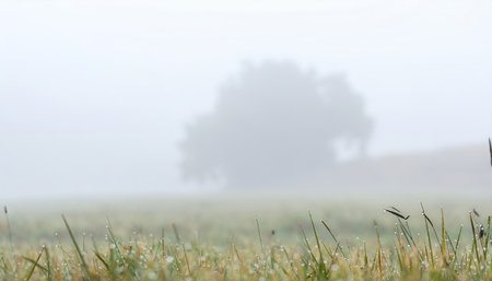 A tranquil landscape scene on a foggy morning. A large tree is barely visible through the thick mist, standing behind a field of green and yellow grass.の素材