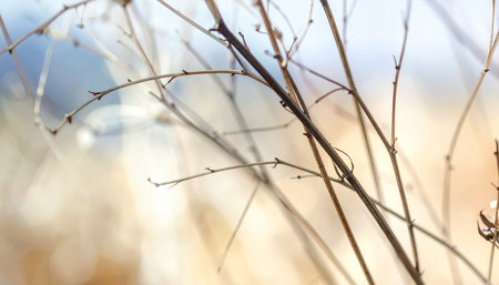 Close-up of slender, bare branches with a shallow depth of field, creating a dreamy and ethereal atmosphere.の素材