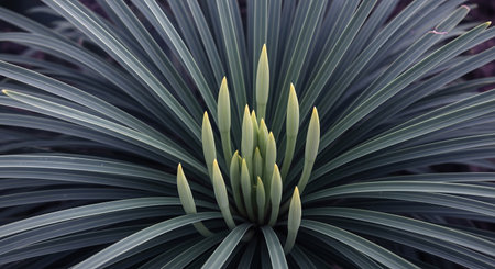 Detailed image showcasing a plant with striking, linear leaves radiating from a central point, with emerging buds.の素材