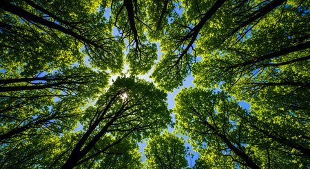A low-angle view of a vibrant green forest canopy, with sunlight filtering through the leaves, creating a bright and ethereal atmosphere.の素材
