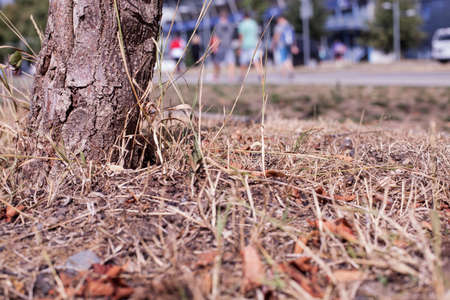 Tree with dry grass in the center of townの写真素材