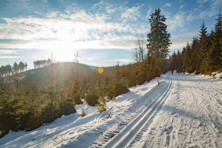 Ski tracks the winter snowy forest in sunny weatherの写真素材