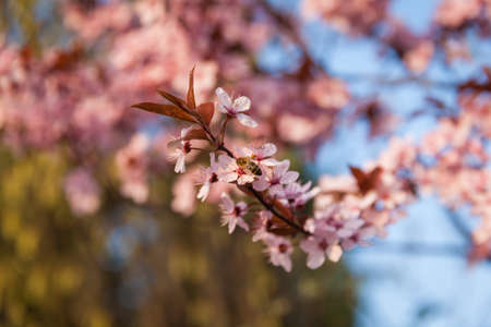 Bee sitting on a white flowering tree in the springの写真素材