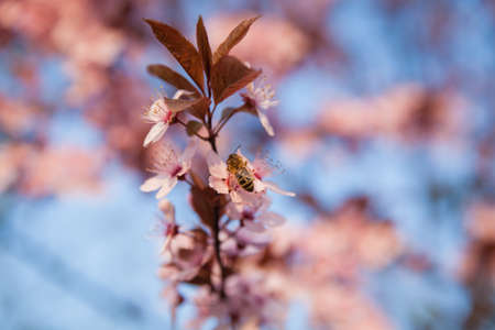 Bee sitting on a white flowering tree in the springの写真素材