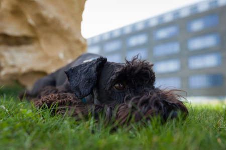 Small black schnauzer dog lying on green meadow with his toys green balloon in the backgroundの写真素材