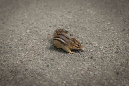 Chipmunk on concrete for food in zooの写真素材