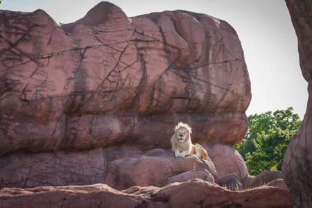 King of the jungle lion relaxes on a rock in a zoo in Torontoの写真素材