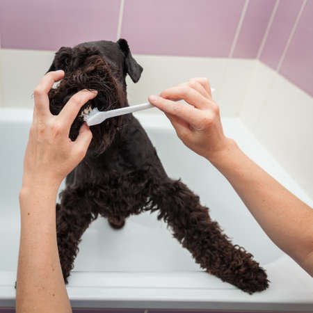 Miss cleans teeth dog observes hygiene and healthy lifestyleの写真素材