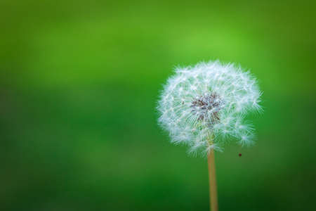 Dandelions on a green meadow is waiting for the wind blowの写真素材