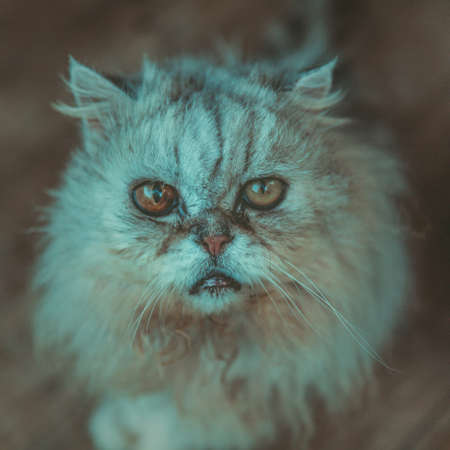 domestic cat in his cage in the garden of a houseの写真素材
