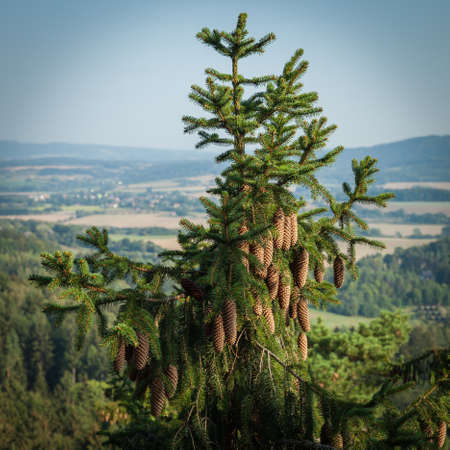evergreen tree on the rock festooned with pineconesの写真素材