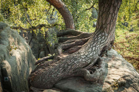 The rock mass in the Czech natural paradise awaits tourists in the summer season