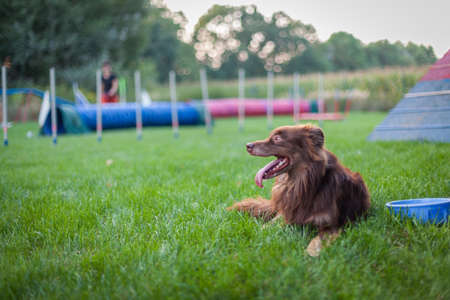 dog beside bowl of water waiting to race in agilityの写真素材