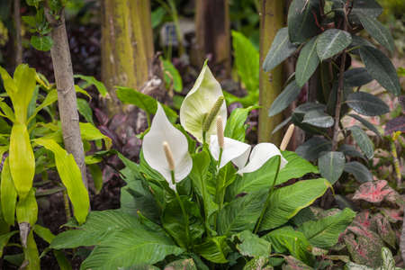 Magic floral garden glow in all colorsの写真素材