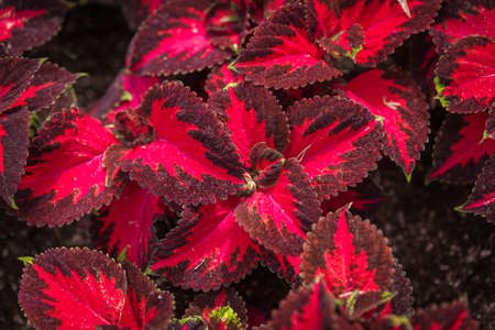 Magic floral garden glow in all colorsの写真素材