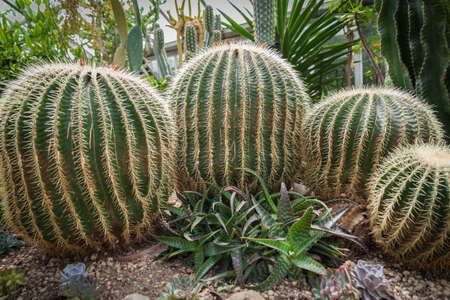 cactus flower in a green gardenの写真素材