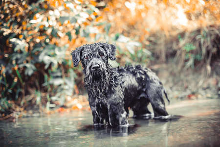 wet dog on the shore of the lake in summerの写真素材