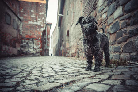 the black ones had a dog on a walk in the streets of the old town for a seethingの写真素材