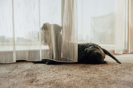 black dog looking out the window through the curtains and observing surroundings
