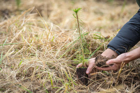 plantation of young trees for forest regeneration after intervention by natural elementsの写真素材