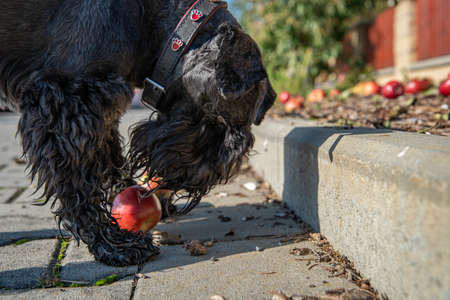 Red apples fell from tree on ground in gardenの写真素材