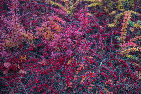 Red plants in autumn colors like a hedge