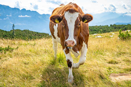 freely grazing cows in the Austrian Alps, organic milk and meatの写真素材