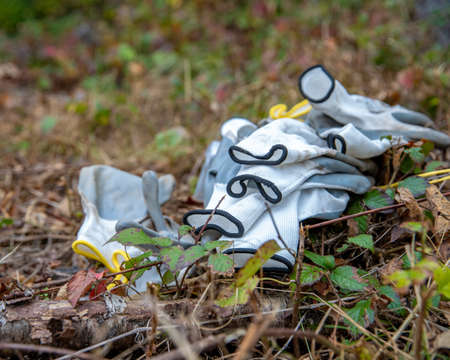 tools for planting new trees in the forest for reconstruction after natural disastersの写真素材