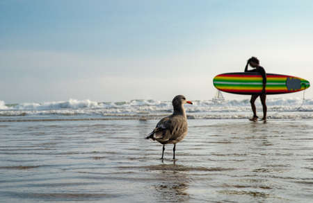 A seagull on a public beach by the ocean watching bathing people and surfers.の写真素材