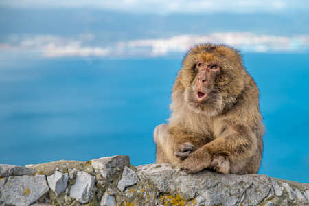The monkey Macaca sylvanus sits on a rock off the coast and repels tourists. Copy space