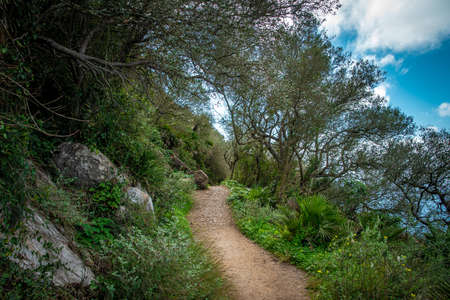 walking hiking trail in tropical forest.の写真素材
