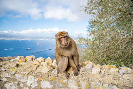 monkey Macaca sylvanus in the wild on the Gibraltar peninsulaの写真素材