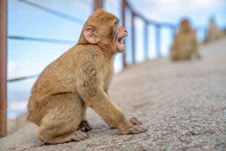 young monkey at the fence with outstretched wire responds to people