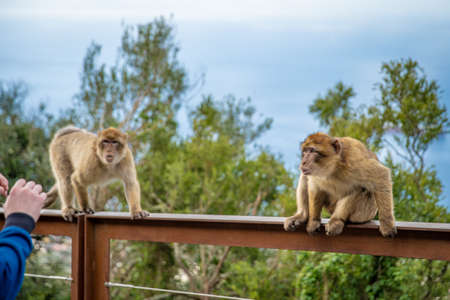 Monkeys aggressively respond to tourists in the nature reserveの写真素材