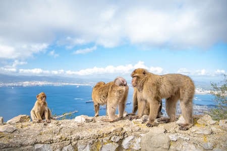 monkey family on the wall at a hiking path as attraction for touristsの写真素材