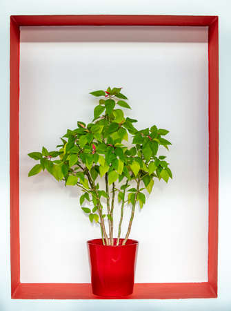 Green flower in red flowerpot in white frame on wallの写真素材
