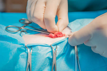 cat surgery, neutered at a veterinary clinic.