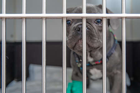 dog in a cage at a veterinary clinic after a surgery.