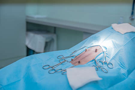 dog ready for abdominal surgery in a veterinary surgery department.の写真素材