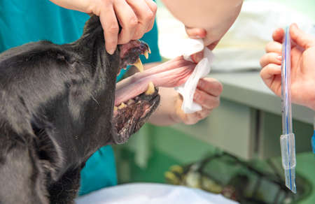 insertion of breathing apparatus hose into the dog's mouth, preparation for surgery at the veterinary clinic.の写真素材