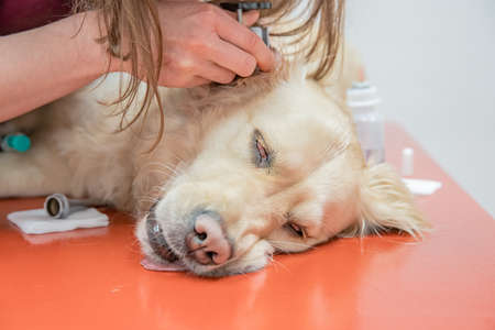 Examination of the ear in a dog using special tools in a veterinary clinicの写真素材