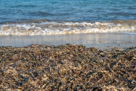 seaweed on the beach on ocean coast.の写真素材