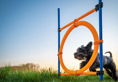 little black dog on agility jumps over a circle at sunsetの写真素材