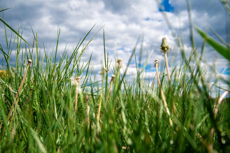 blown dandelions on a green meadow in the grass.の写真素材