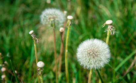 dandelions on a green meadow in the grassの写真素材