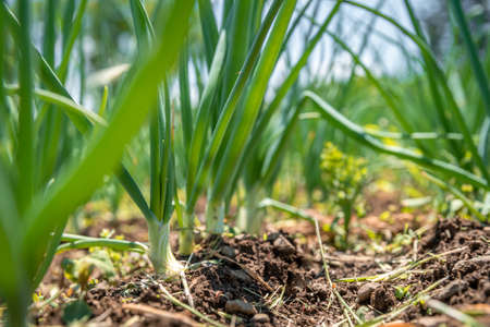 young spring onions in the field. copy space